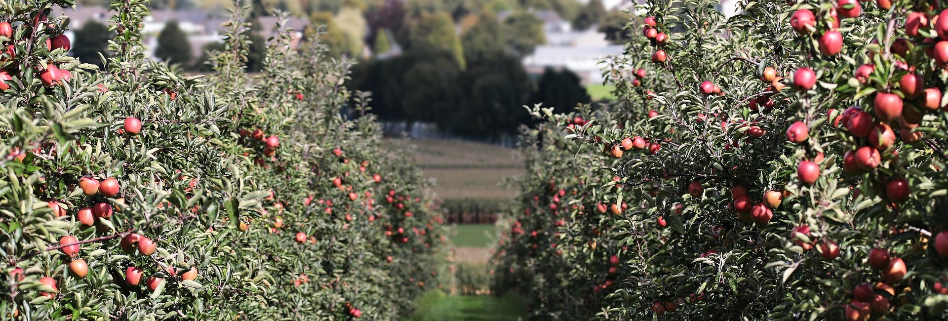 Spécialiste assurance Viticulture et arboriculture